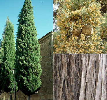 Italian Cypress